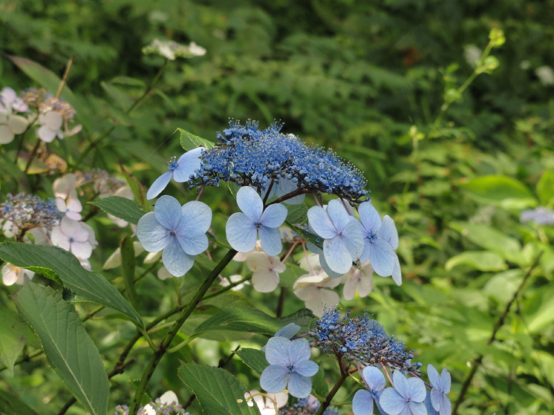 img0075.jpg