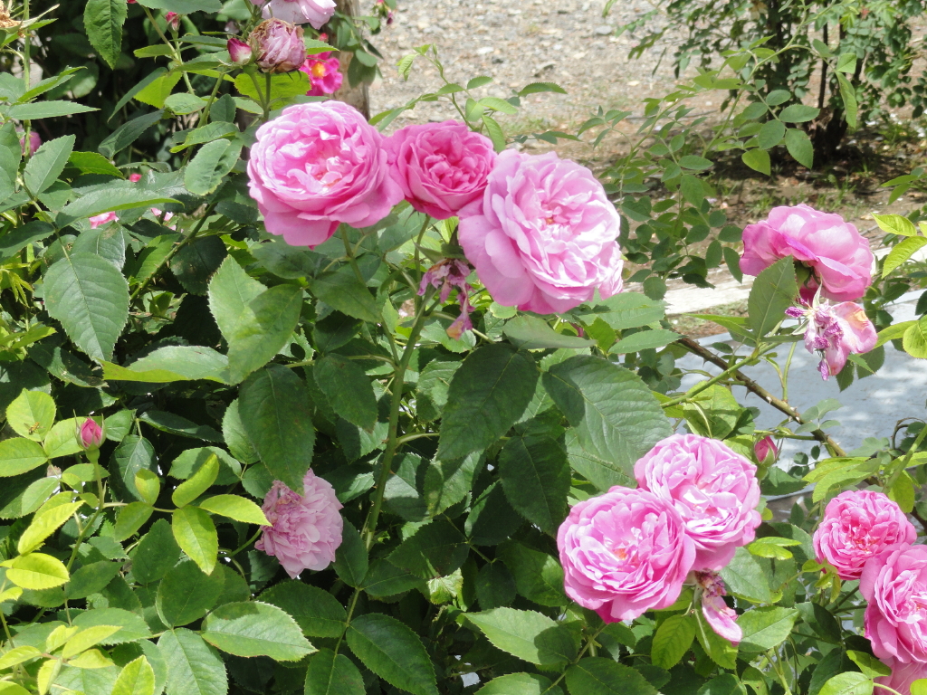 img0050.jpg